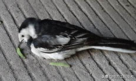 看到死掉的鳥|鳥的壽命不長，為什麼平時見不到壽命到了死去的鳥？。